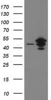 ARFGAP1 Antibody (clone OTI2C6)