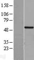 GALNAC4ST-2 / CHST9 Protein (Over-Expression Lysate Myc-DDK (Flag))