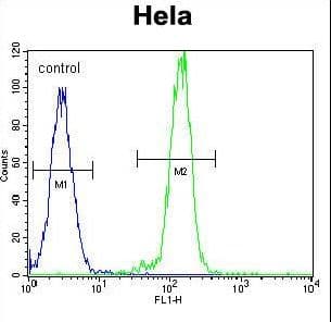 BRAF / B-Raf Antibody (aa424-453)