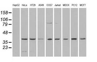 Monoclonal Mouse anti-Human MAPK1 / ERK2 Antibody (clone OTI1D3, WB)