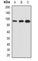 SNAP91 / AP180 Antibody