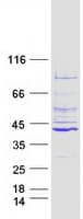 Human LRRC39 Protein (Recombinant Myc-DDK (Flag))