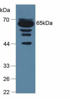 Complement C9 Antibody (aa136-512, APC)