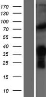 MYF5 / MYF 5 Protein (Over-Expression Lysate Myc-DDK (Flag))