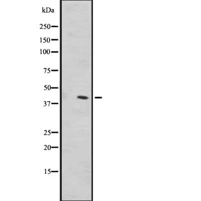 OR1L1 Antibody