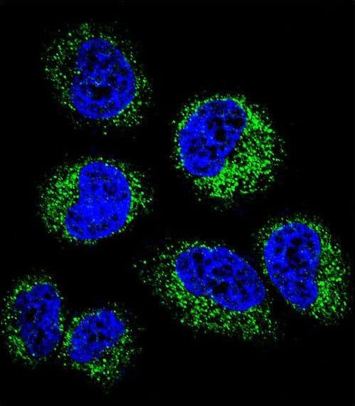 GGH / Gamma-Glutamyl Hydrolase Antibody (aa229-256)