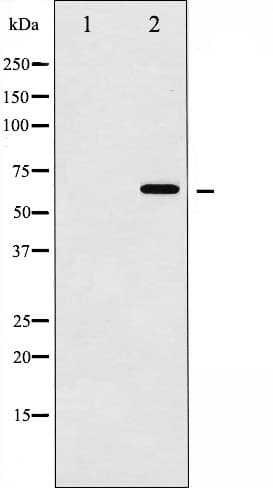 SMAD3 Antibody