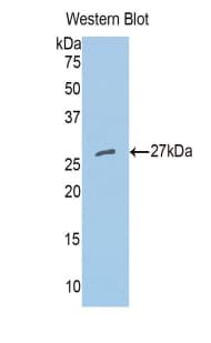 MPG Antibody (aa70-296)