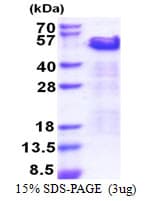 Human TRIP10 / CIP4 Protein (Recombinant His)