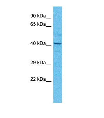 TEAD4 Antibody (N-Terminus)