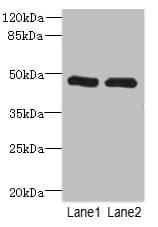 HGD Antibody