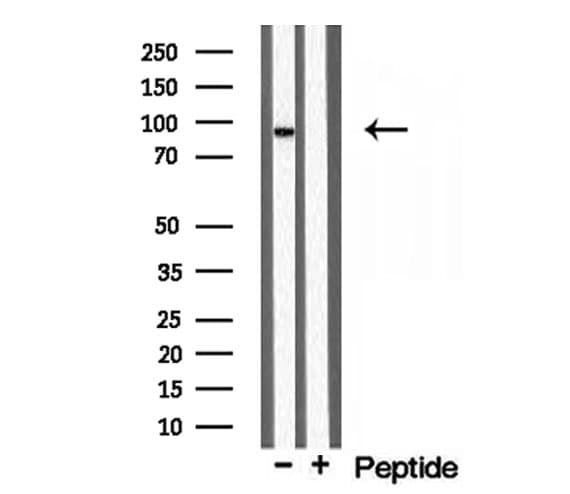 TELO2 Antibody