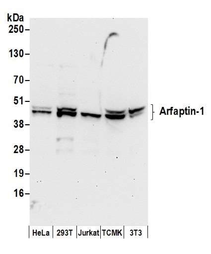 Polyclonal Rabbit anti-Human ARFIP1 Antibody (aa1-50, WB)