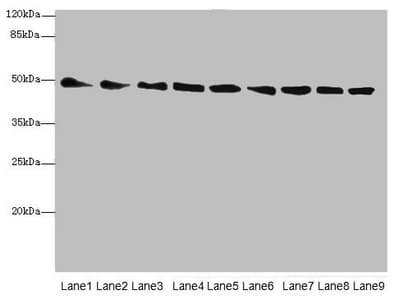 PDIA6 / ERP5 Antibody