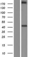 NRXN2 Protein (Over-Expression Lysate Myc-DDK (Flag))