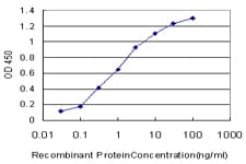HOXD11 Antibody (clone 6C8)