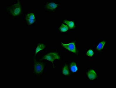 C19orf12 Antibody