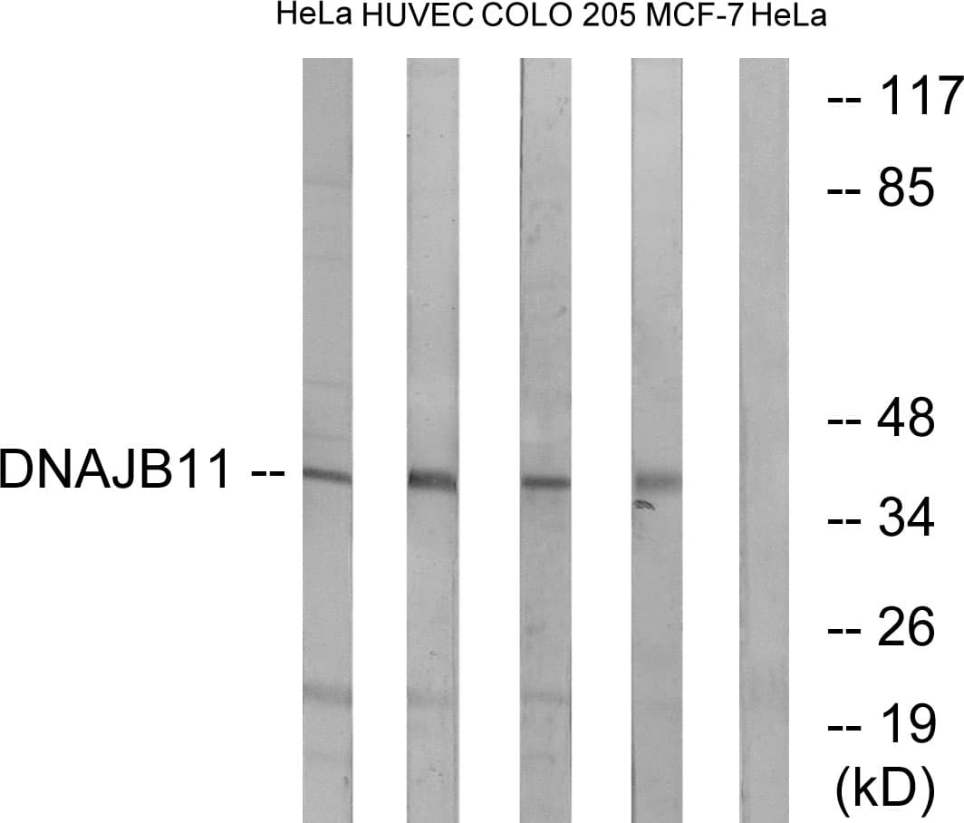 IHC-plus™ DNAJB11 Antibody (aa31-80)