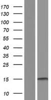 CREBL2 Protein (Over-Expression Lysate Myc-DDK (Flag))