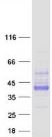 Human Basigin / Emmprin / CD147 Protein (Recombinant Myc-DDK (Flag))
