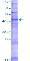 Human OR7A5 Protein (Recombinant GST)