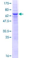 Human LRRC55 Protein (Recombinant GST)