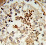 HSPA4L / APG-1 Antibody (aa776-803)