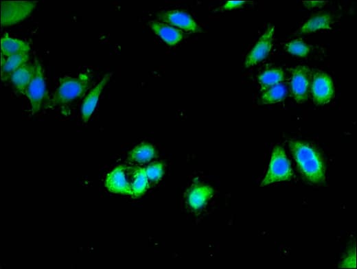 CDH8 / Cadherin 8 Antibody