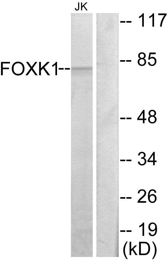FOXK1 / MNF Antibody