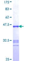 Human NNA1 / AGTPBP1 Protein (Recombinant GST, N-terminus)