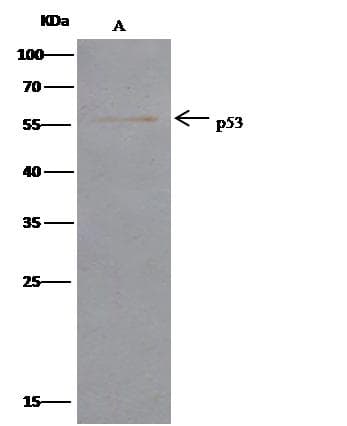 Monoclonal Rabbit anti-Crab-eating macaque TP53 / p53 Antibody (clone 014, Preservative Free, WB)