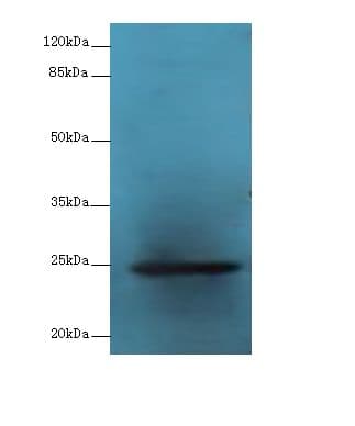 GH2 Antibody