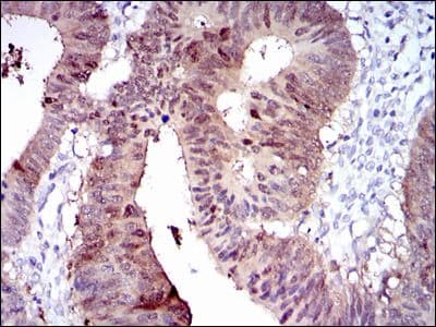 CYP1A1 Antibody (clone 6G5)