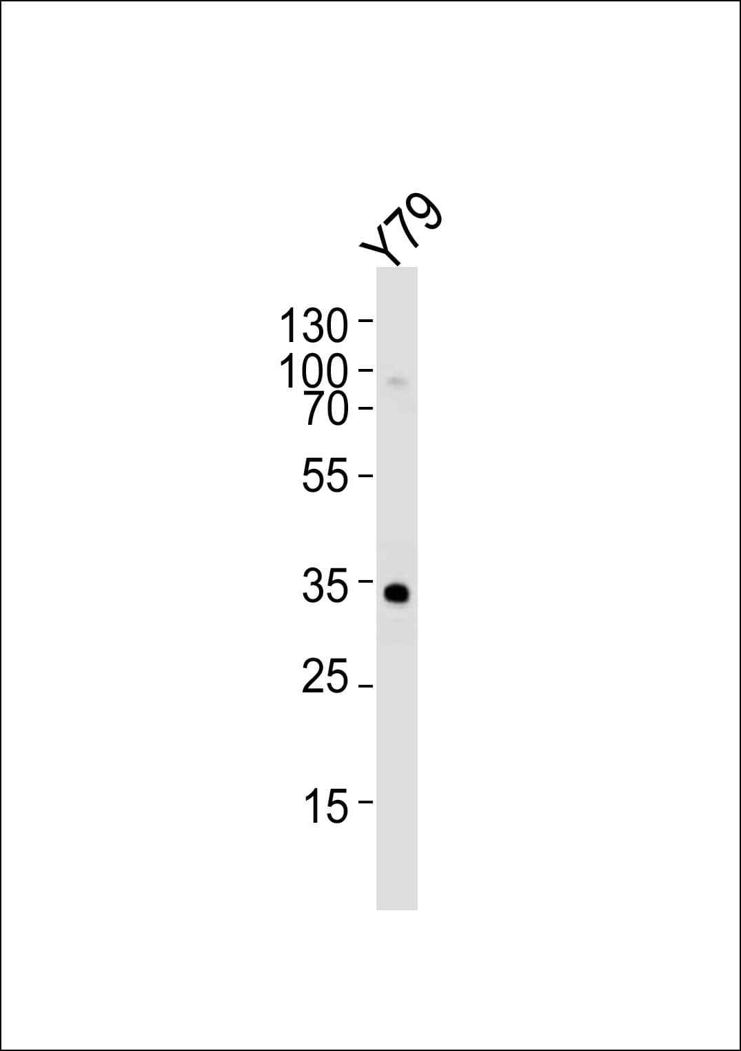 Monoclonal Mouse anti-Human OTX2 Antibody (clone 1313CT817.185.162, WB)