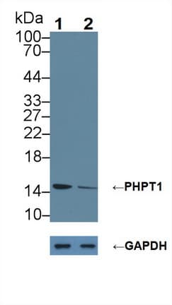 PHPT1 Antibody (aa1-125)