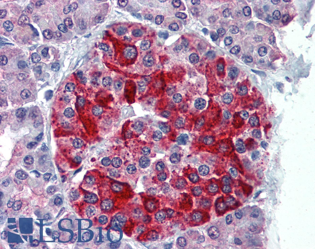 IHC-plus™ RBP4 Antibody (clone 4D9)