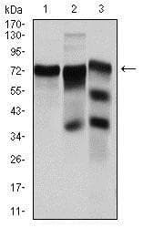 YAP / YAP1 Antibody (clone 1A12)
