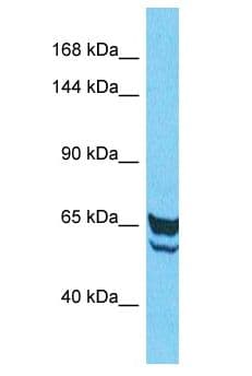 IGFN1 Antibody (aa101-150)