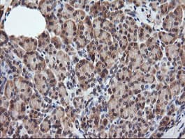 RASSF8 Antibody (clone OTI3F7)