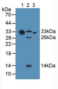 Complement C1QA Antibody (aa28-245, APC)