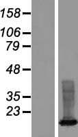 XAGE3 Protein (Over-Expression Lysate Myc-DDK (Flag))
