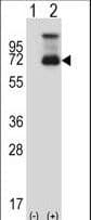 HSF1 Antibody (aa72-100)