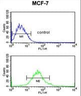 G6PD Antibody (aa297-326)