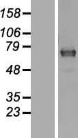 MAGED2 Protein (Over-Expression Lysate Myc-DDK (Flag))