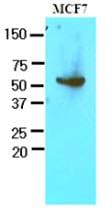 IHC-plus™ Monoclonal Mouse anti-Human G6PD Antibody (clone AT2F6, IHC, WB)