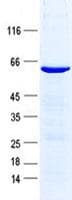 Human KLF13 Protein (Recombinant GST, N-terminus + His, C-terminus)
