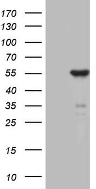 ZNF114 Antibody (clone OTI6F4, Carrier-free)