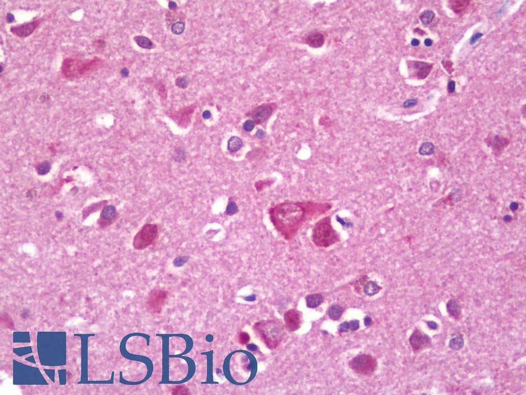 RPL38 / Ribosomal Protein L38 Antibody (Biotin)