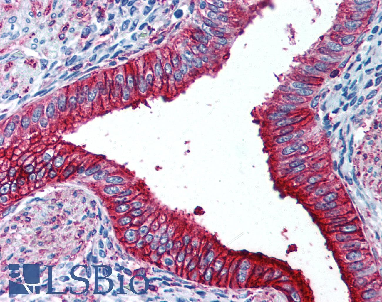 IHC-plus™ SSEA-1 / Lewis x / CD15 Antibody (clone HI98)