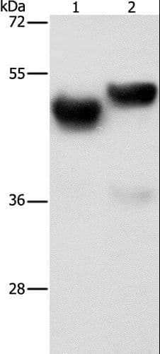 AMZ1 Antibody